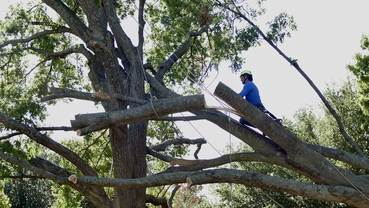 Professional Crown Thinning performed by certified arborists in Forest Hill