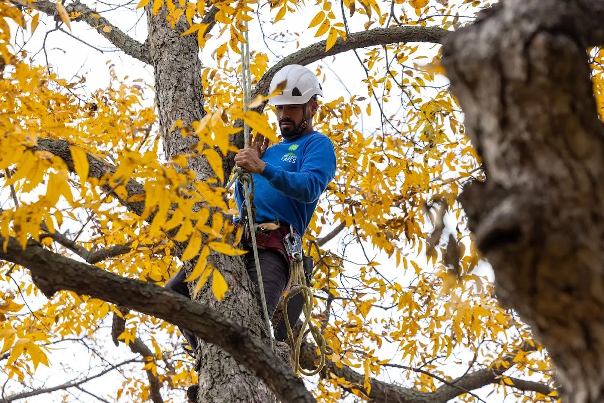 Skilled Tree Planing crew working in Forest Hill