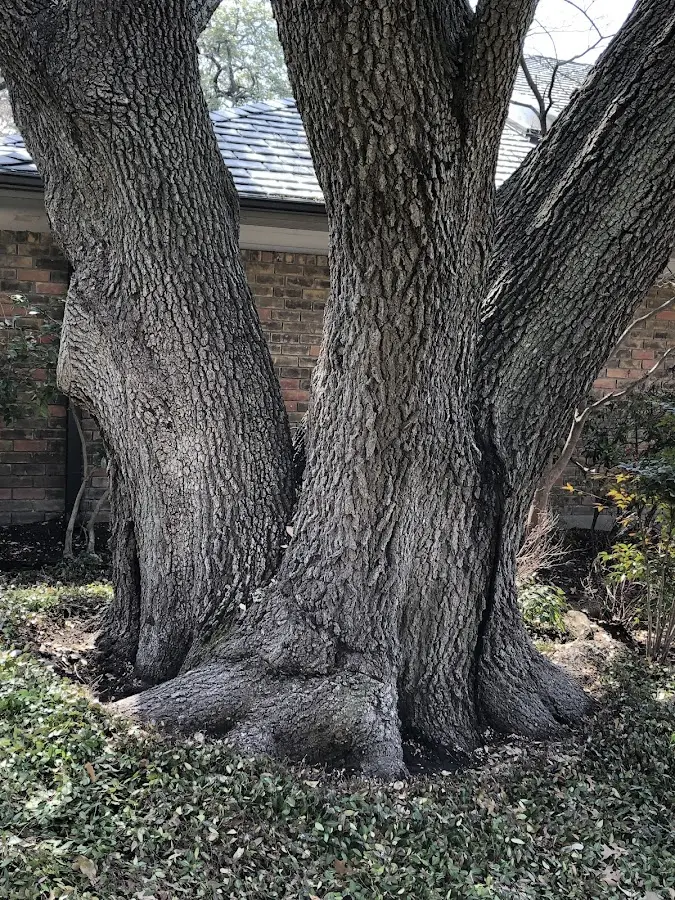 Mature heritage tree close to a Forest Hill property cared for by certified arborists